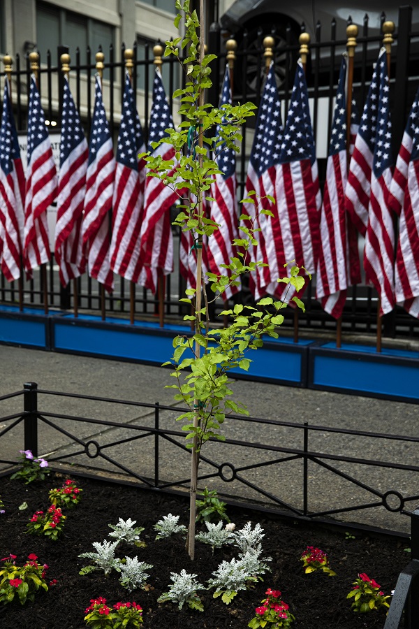 9/11 survivor tree still fighting the odds - Friends of Trees