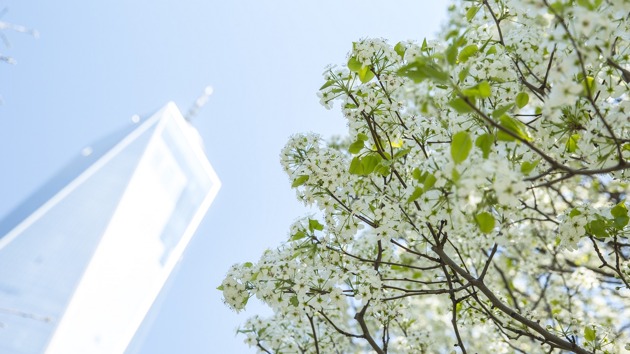 A view looking up towards a sunny sky shows One World Trade Center towering over the branches of blooming Callery pear trees with white flowers.