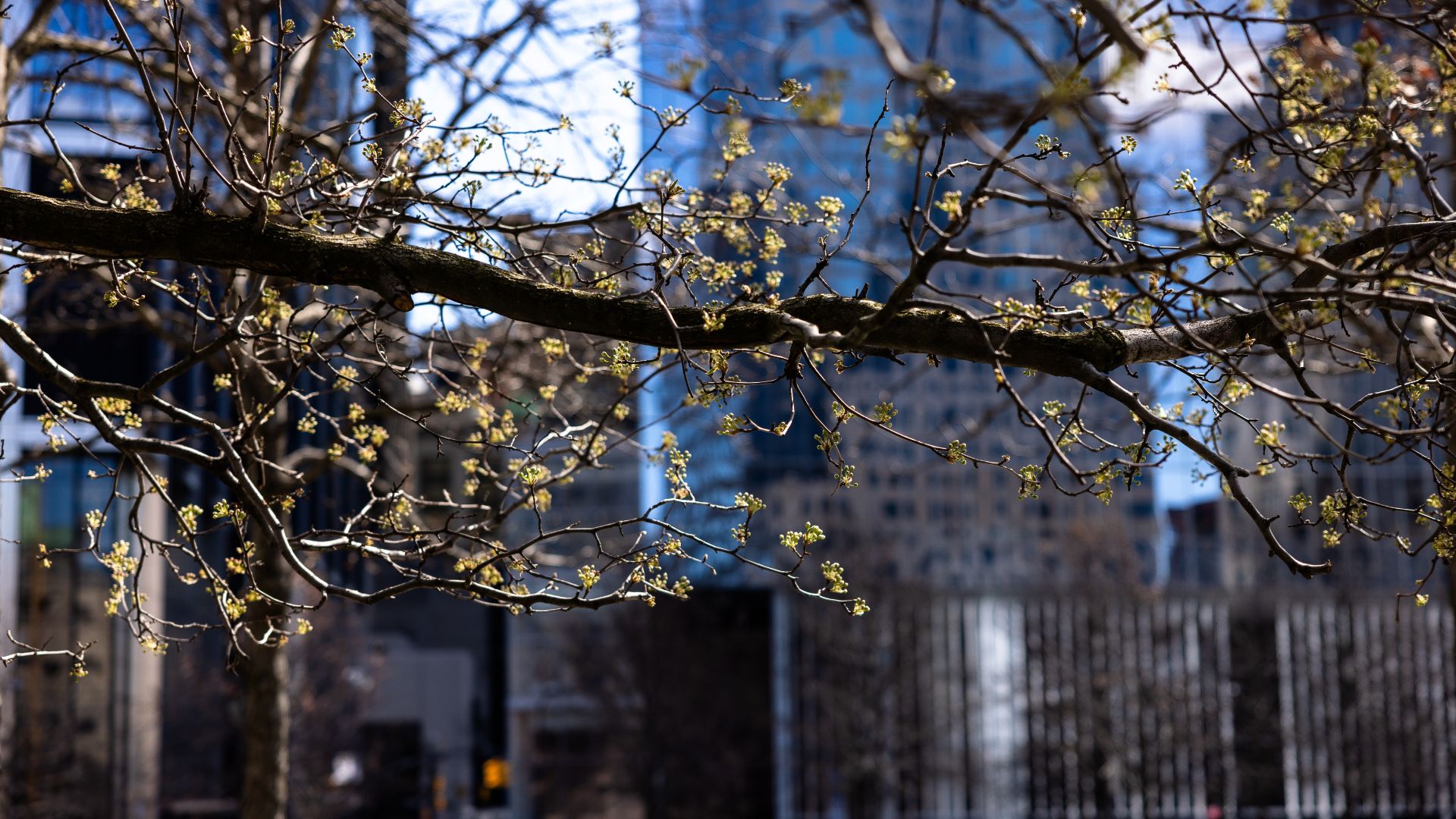 Close up look at branches on the Survivor Tree, with small buds visible and tall buildings in the background