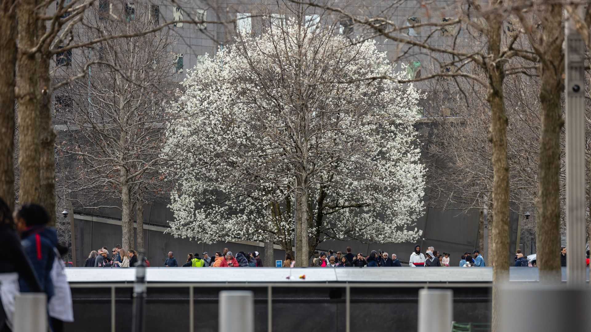 The Survivor tree with white buds in early spring