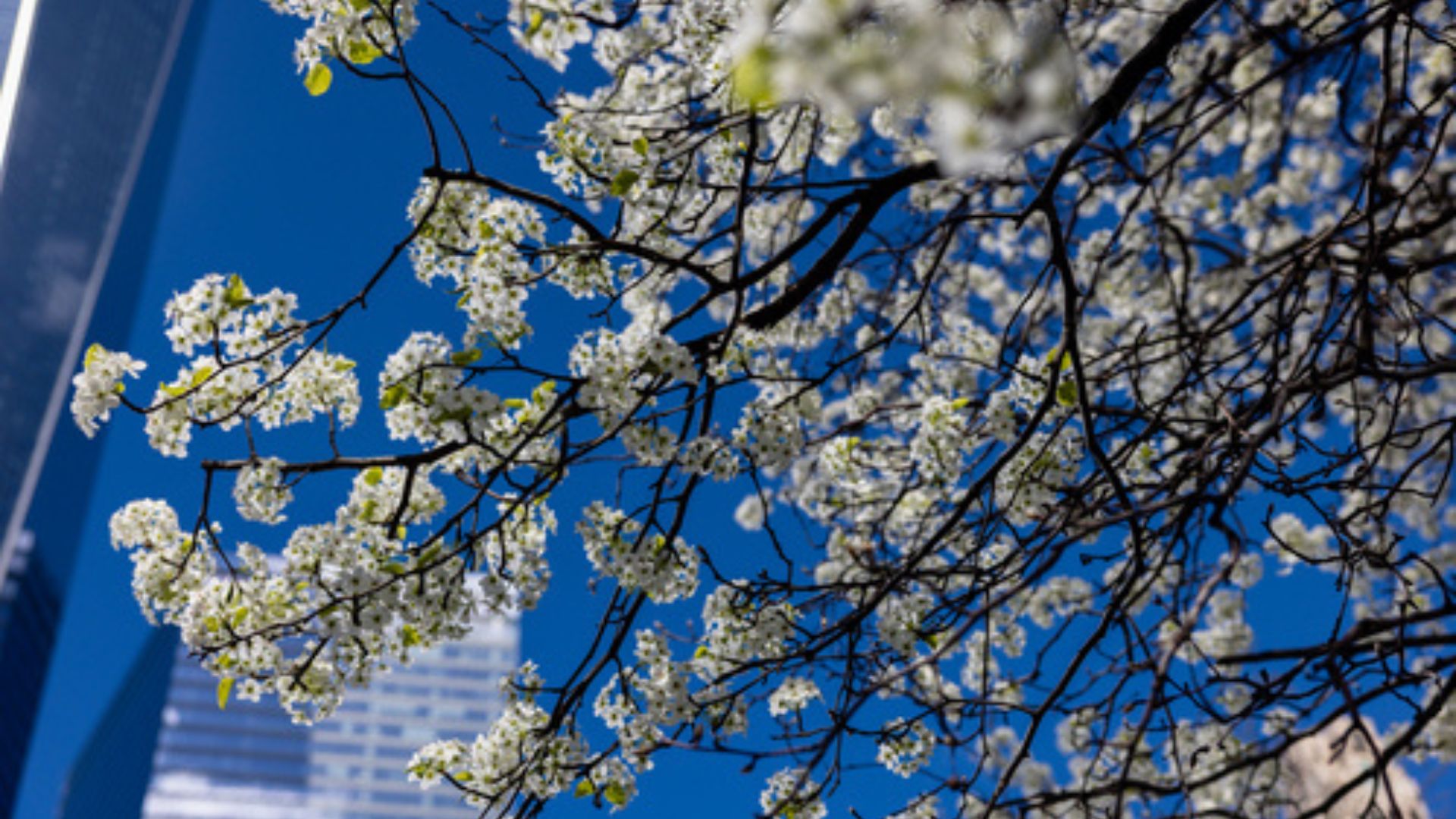 The Survivor Tree blooms in spring