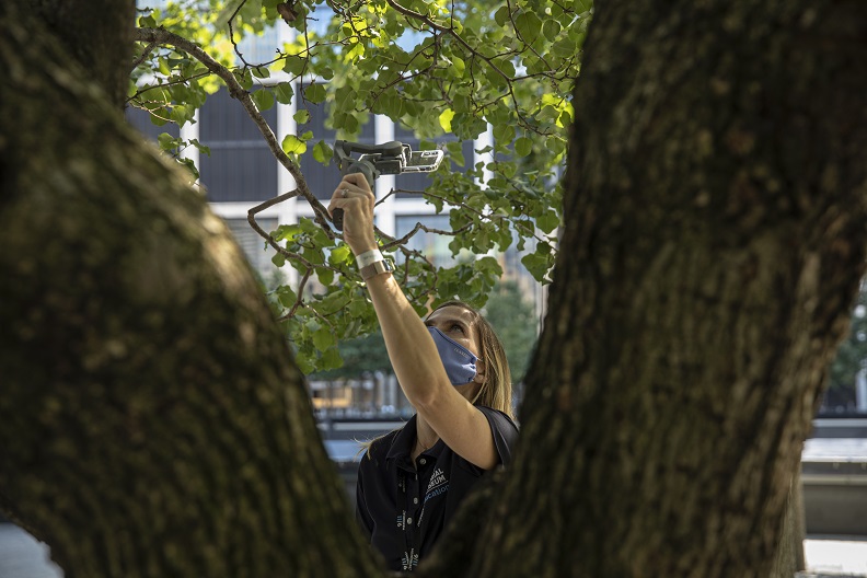 A woman holds an iPhone up to film the branches of the Survivor Tree. 