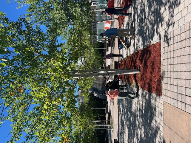 Several adults use rakes to spread mulch on either side of a row of trees.