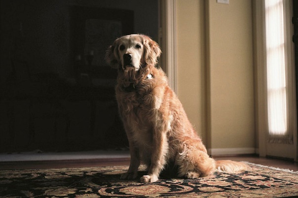 A golden retriever with a white muzzle sits on a patterned rug in front of a window and looks into the camera.