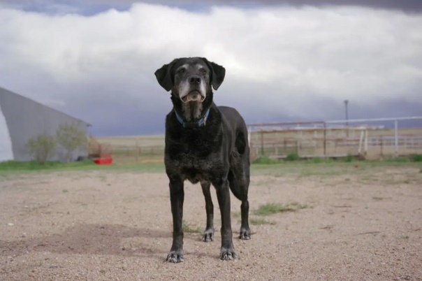 A black dog with a white muzzle stands on a barren and overcast landscape and looks into the camera.