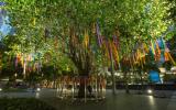 the Survivor Tree is decorated with ribbons for those lost in the Orlando Shooting
