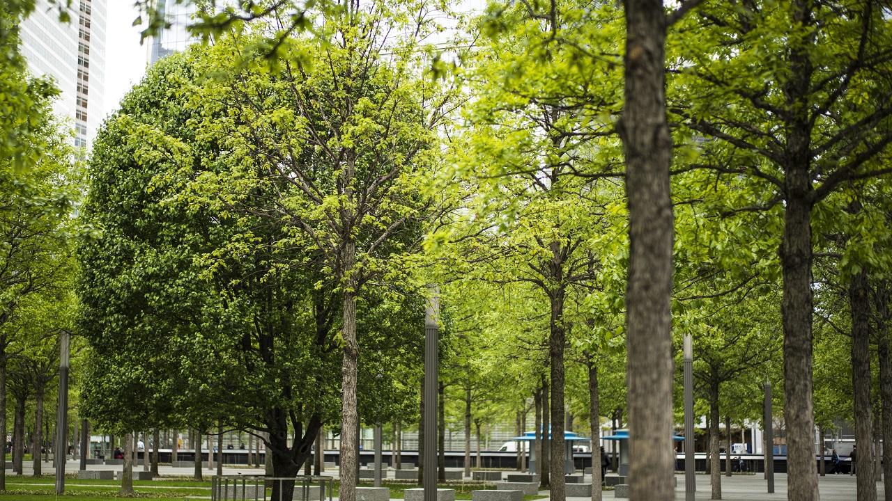 A Callery pear tree known as the Survivor Tree is seen among the Memorial’s white oak trees. The Survivor Tree’s dark green leaves stand in contrast to the yellow-green leaves of the oaks.