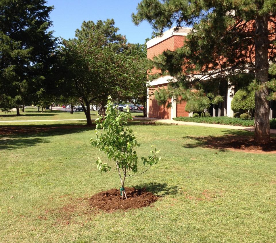 A clone of a 9/11 Memorial Survivor Tree seedling is seen planted in front of a building in Oklahoma.