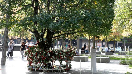 The Survivor Tree stands in full green splendor in this file photo taken in summertime.  The protective fence that surrounds the tree is adorned with scores of roses affixed to its rails. 